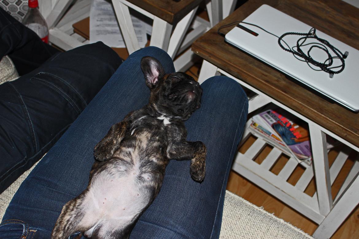 Fransk bulldog Nanna - Sover så dejligt på mor

11 uger billede 19