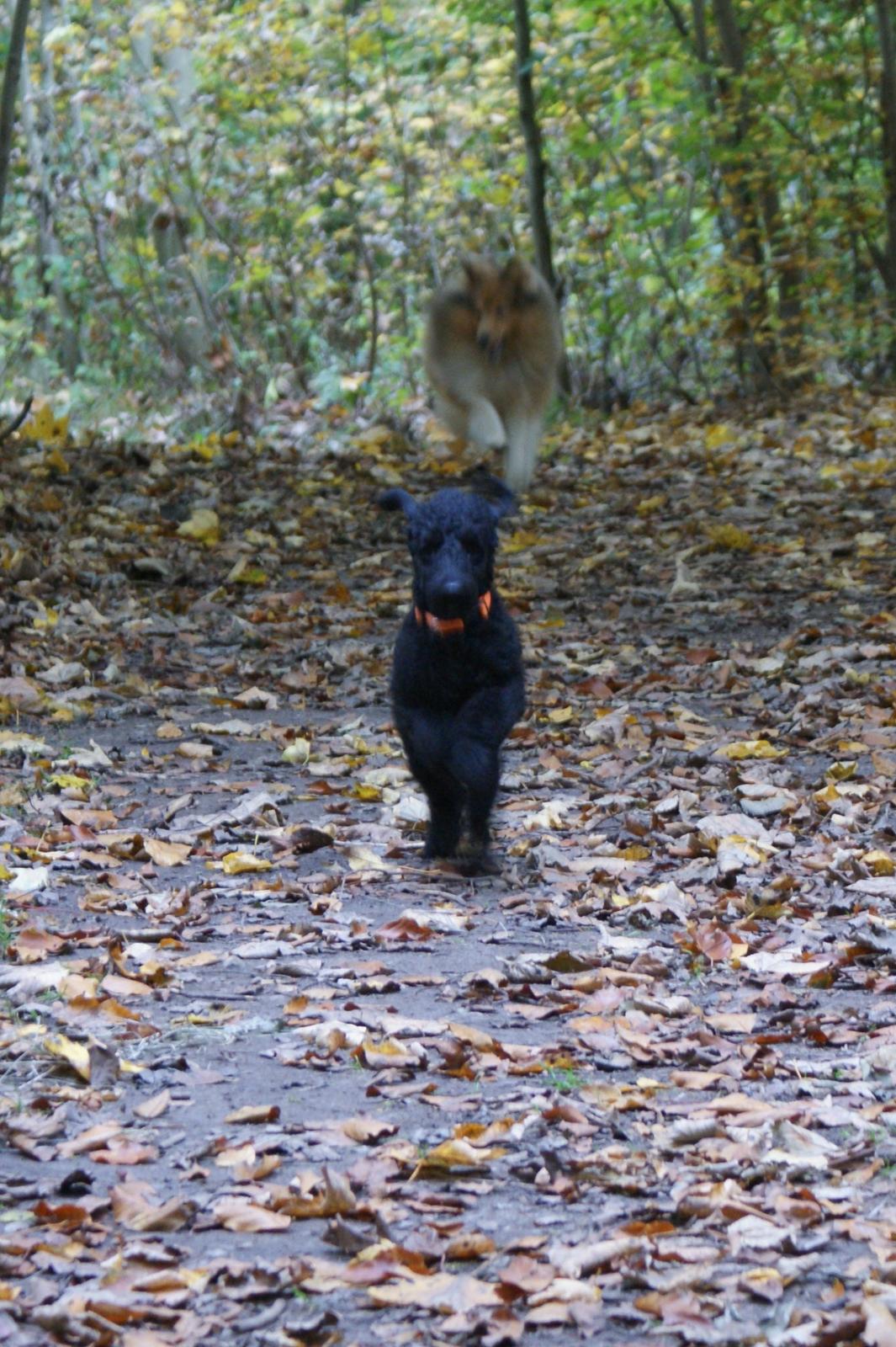 Mellempuddel Valde - Valde på skovtur 17 uger gammel billede 10