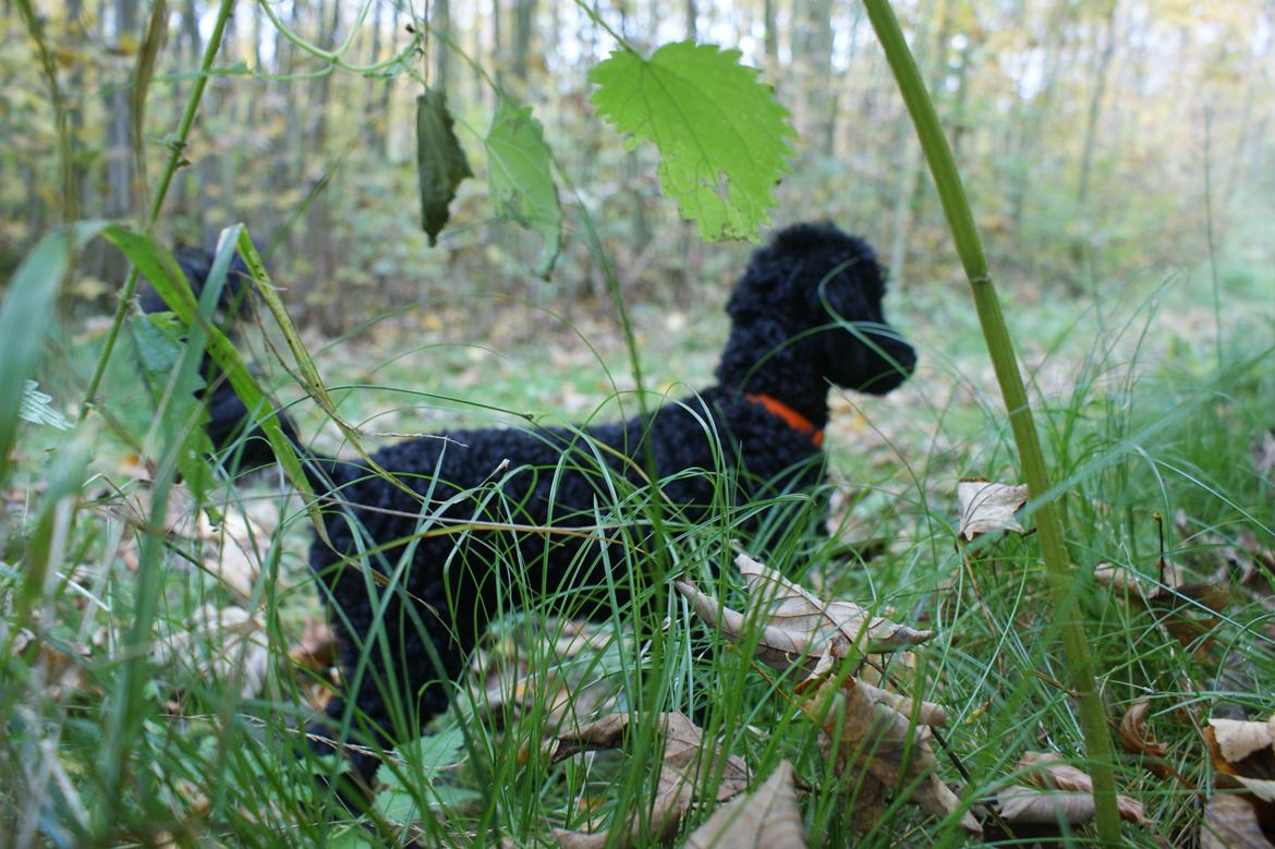 Mellempuddel Valde - Valde på skovtur 17 uger gammel billede 11