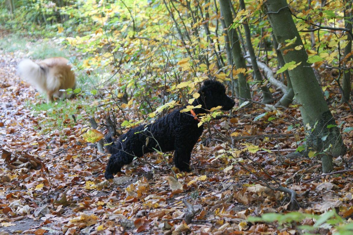 Mellempuddel Valde - Valde på skovtur 17 uger gammel billede 12