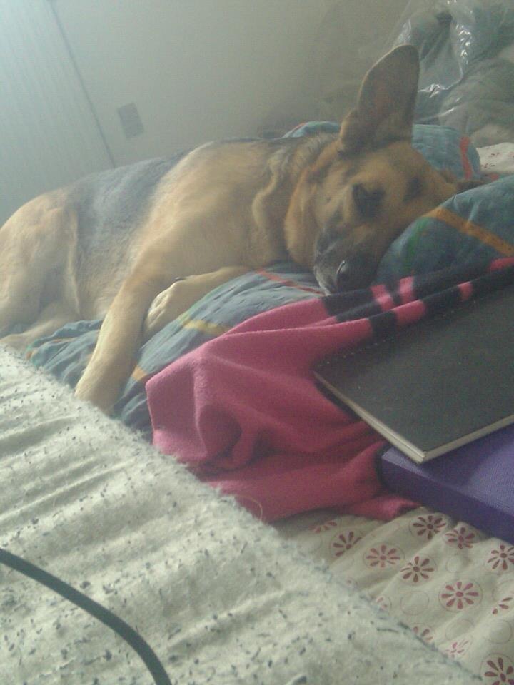 Blanding af racer Daisy billede 17