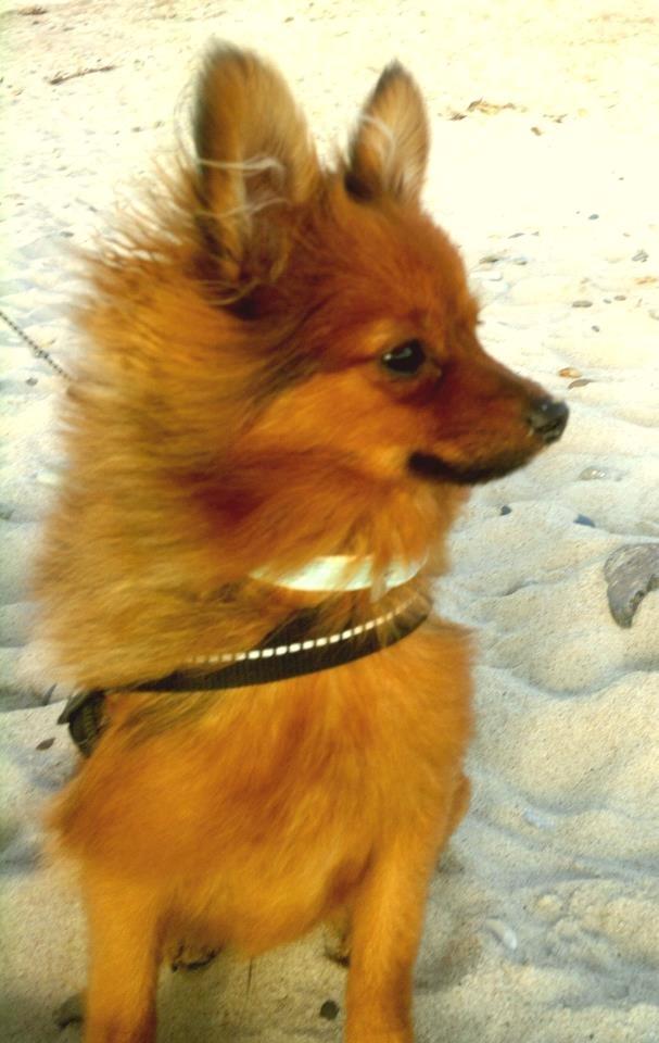 Pomeranian Smiley - ved stranden i søndervig billede 11