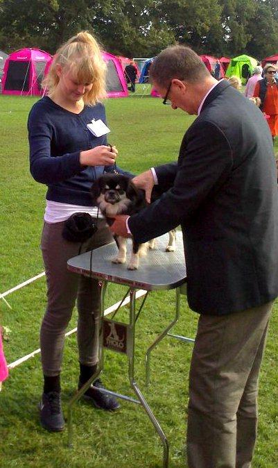 Tibetansk spaniel Bisquit - Udstilling i Vejen 2012 billede 6