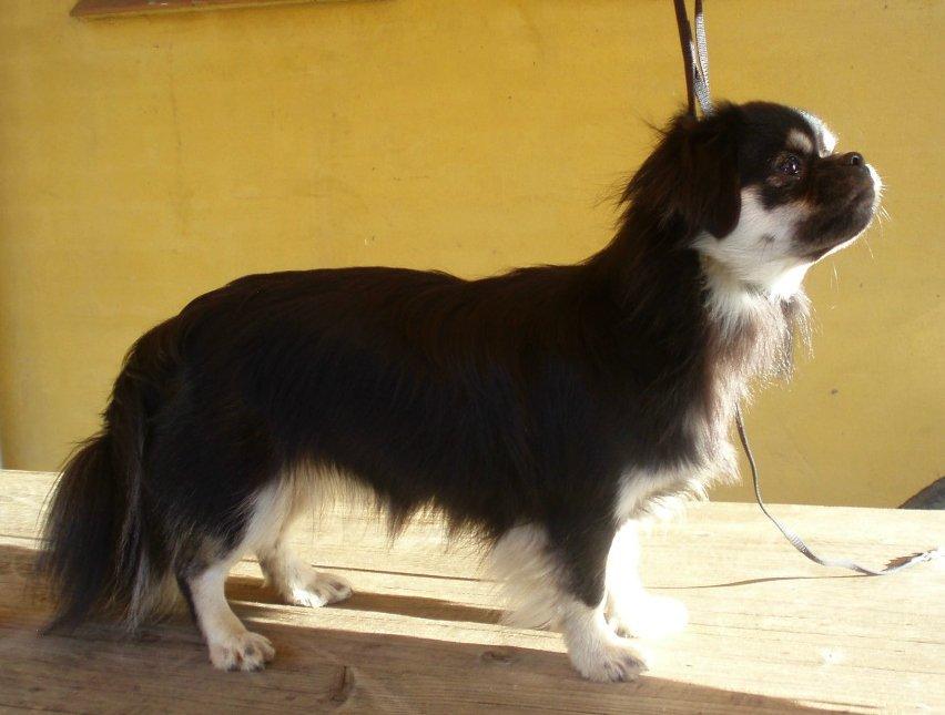 Tibetansk spaniel Bisquit billede 8