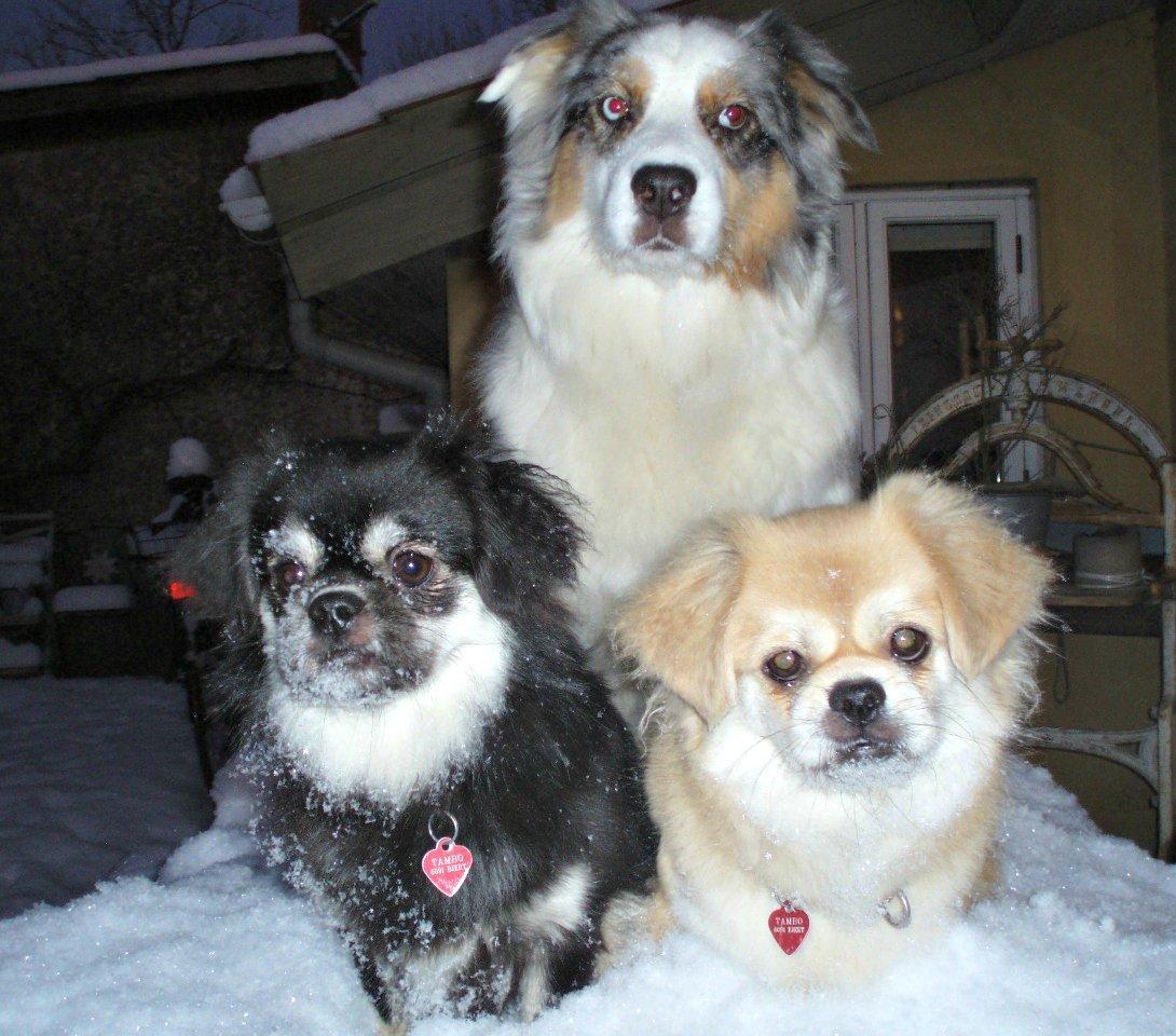 Tibetansk spaniel Bisquit billede 9