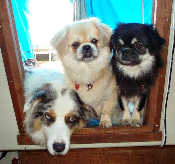 Tibetansk spaniel Bisquit billede 10