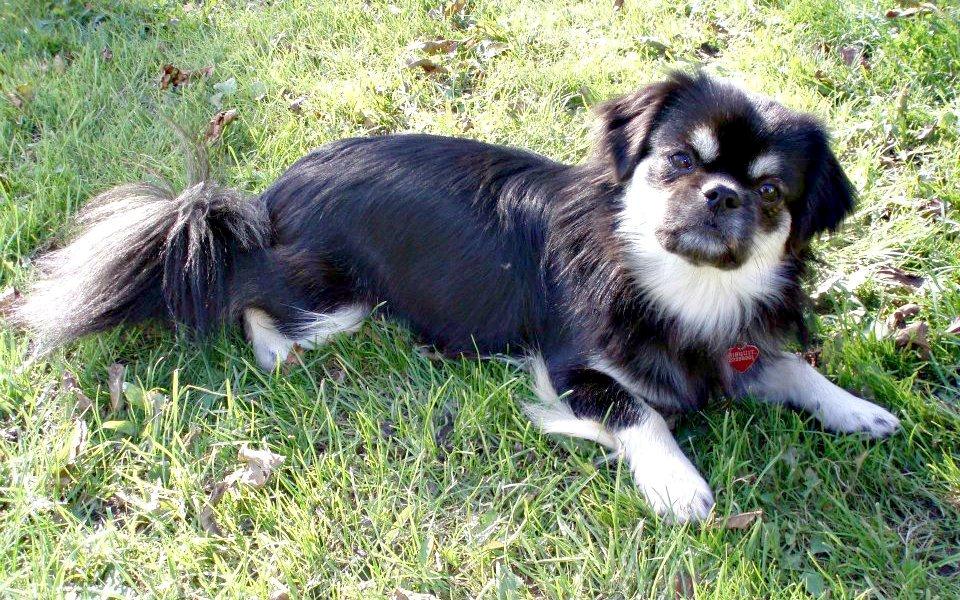 Tibetansk spaniel Bisquit billede 11