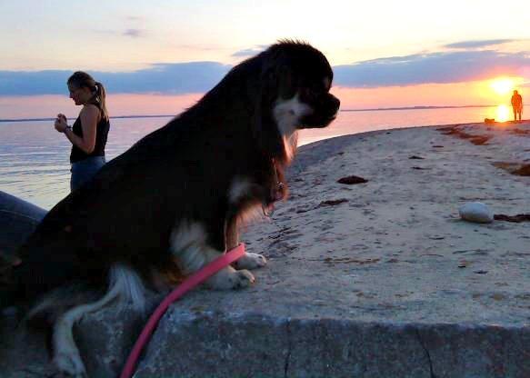 Tibetansk spaniel Bisquit billede 12