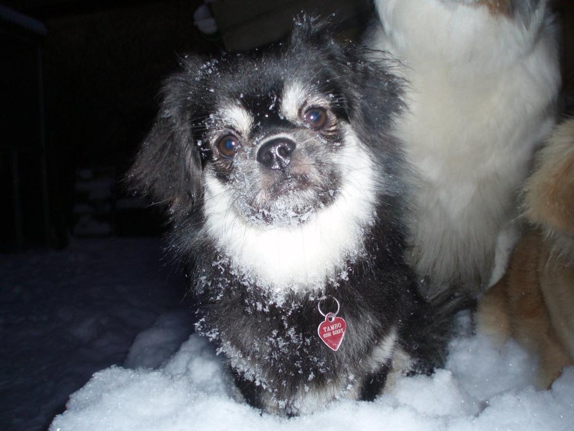 Tibetansk spaniel Bisquit billede 13