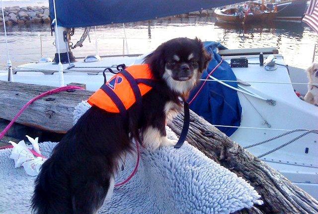 Tibetansk spaniel Bisquit billede 14