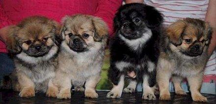 Tibetansk spaniel Bisquit billede 16