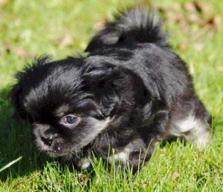 Tibetansk spaniel Bisquit billede 17