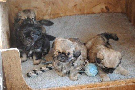 Tibetansk spaniel Bisquit billede 18