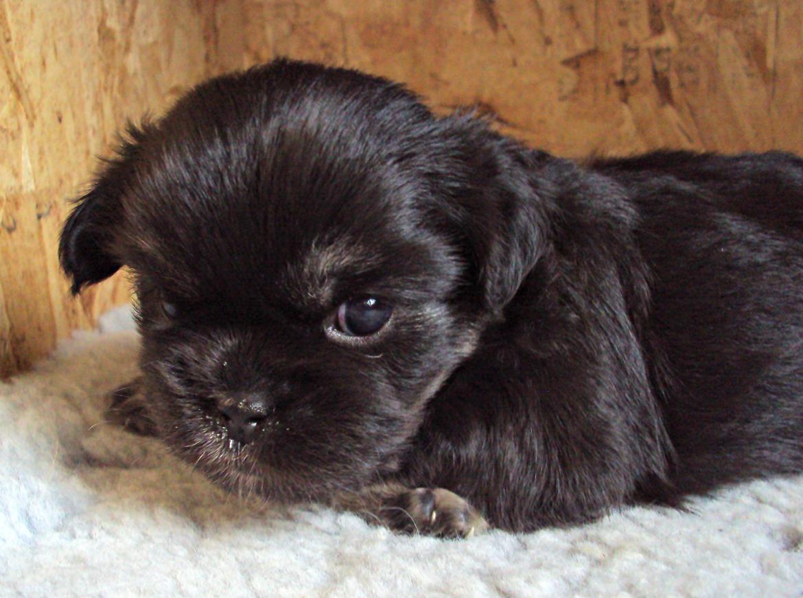 Tibetansk spaniel Bisquit billede 19
