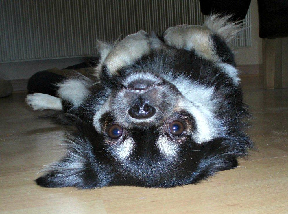 Tibetansk spaniel Bisquit - Farvel! Håber vi ses igen :-) billede 20