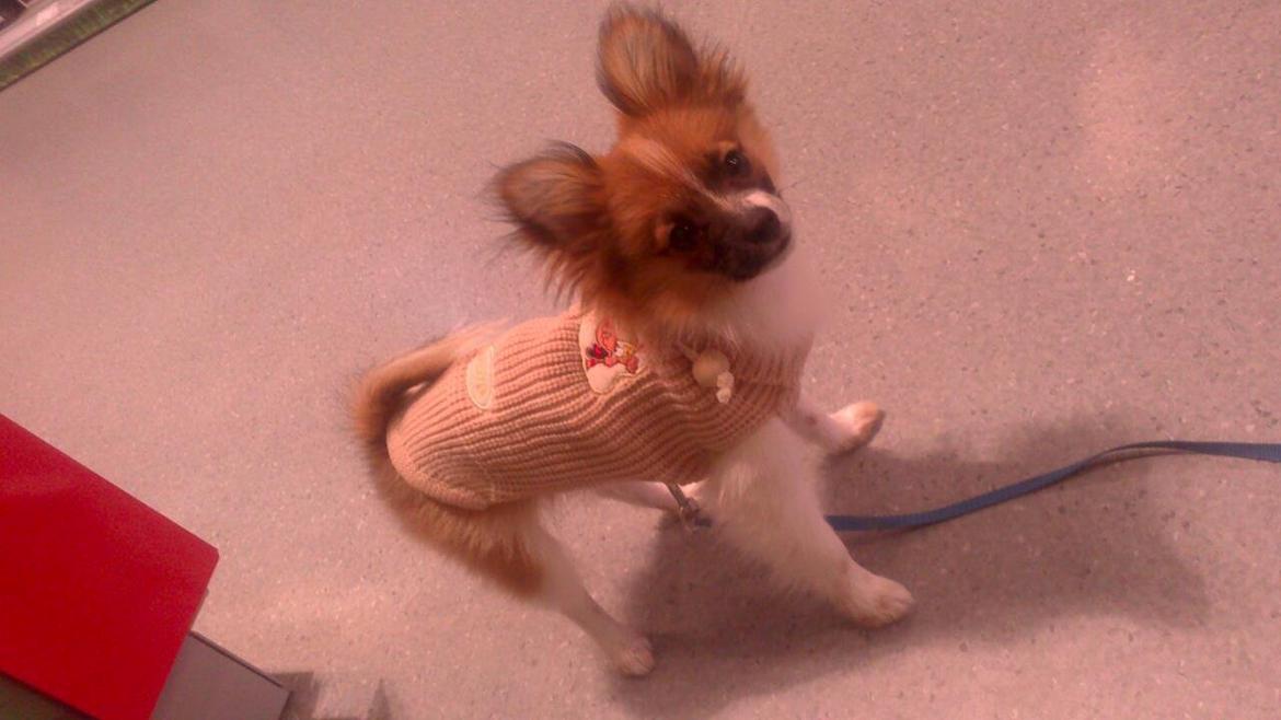 Blanding af racer **** Messi **** billede 17