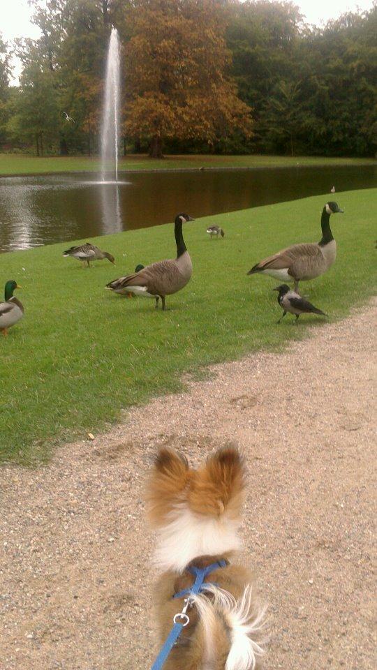 Blanding af racer **** Messi **** billede 18