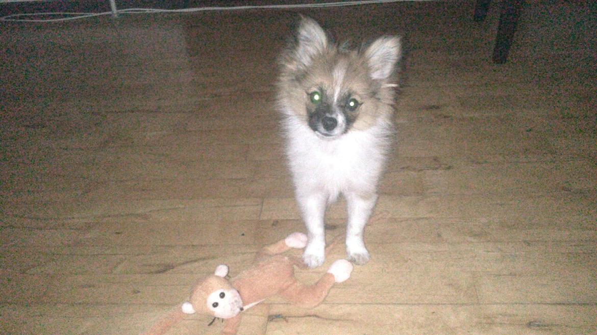 Blanding af racer **** Messi **** billede 19