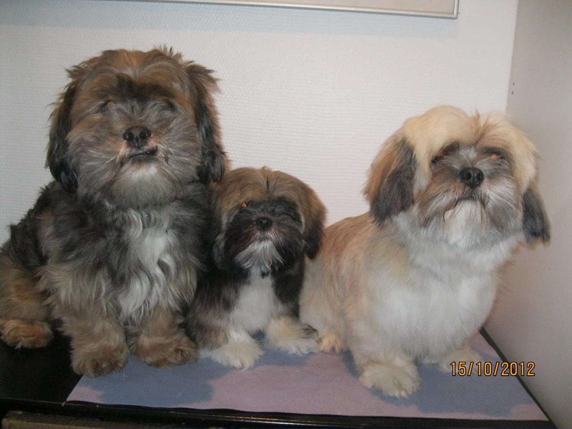 Lhasa apso Mountain High´s Selma billede 2