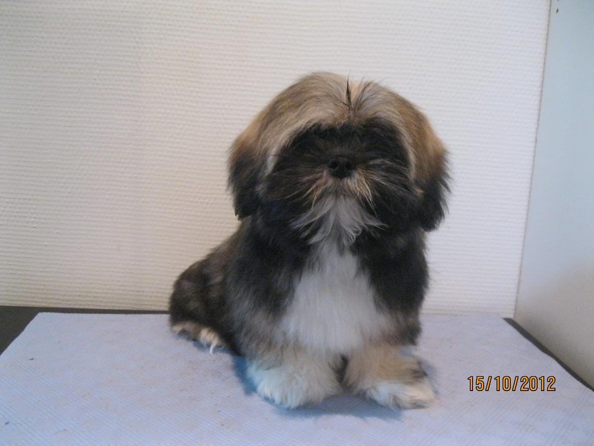 Lhasa apso Mountain High´s Selma billede 1