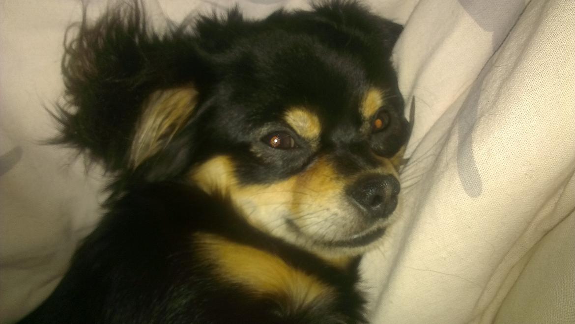 Blanding af racer Louie - sove tryne <3 billede 13