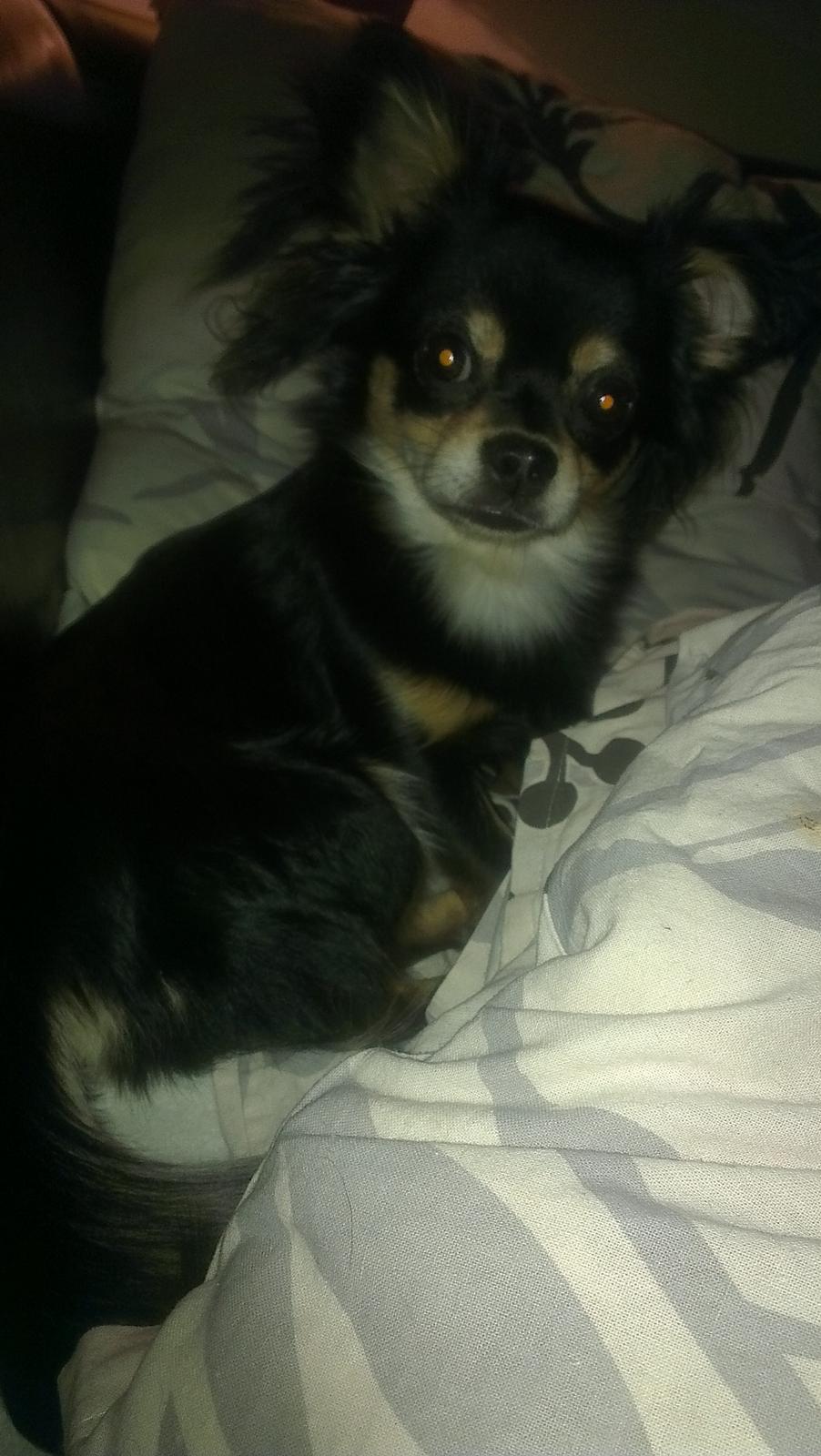 Blanding af racer Louie - Han minder mig lidt om rev på der her billed ?! billede 16