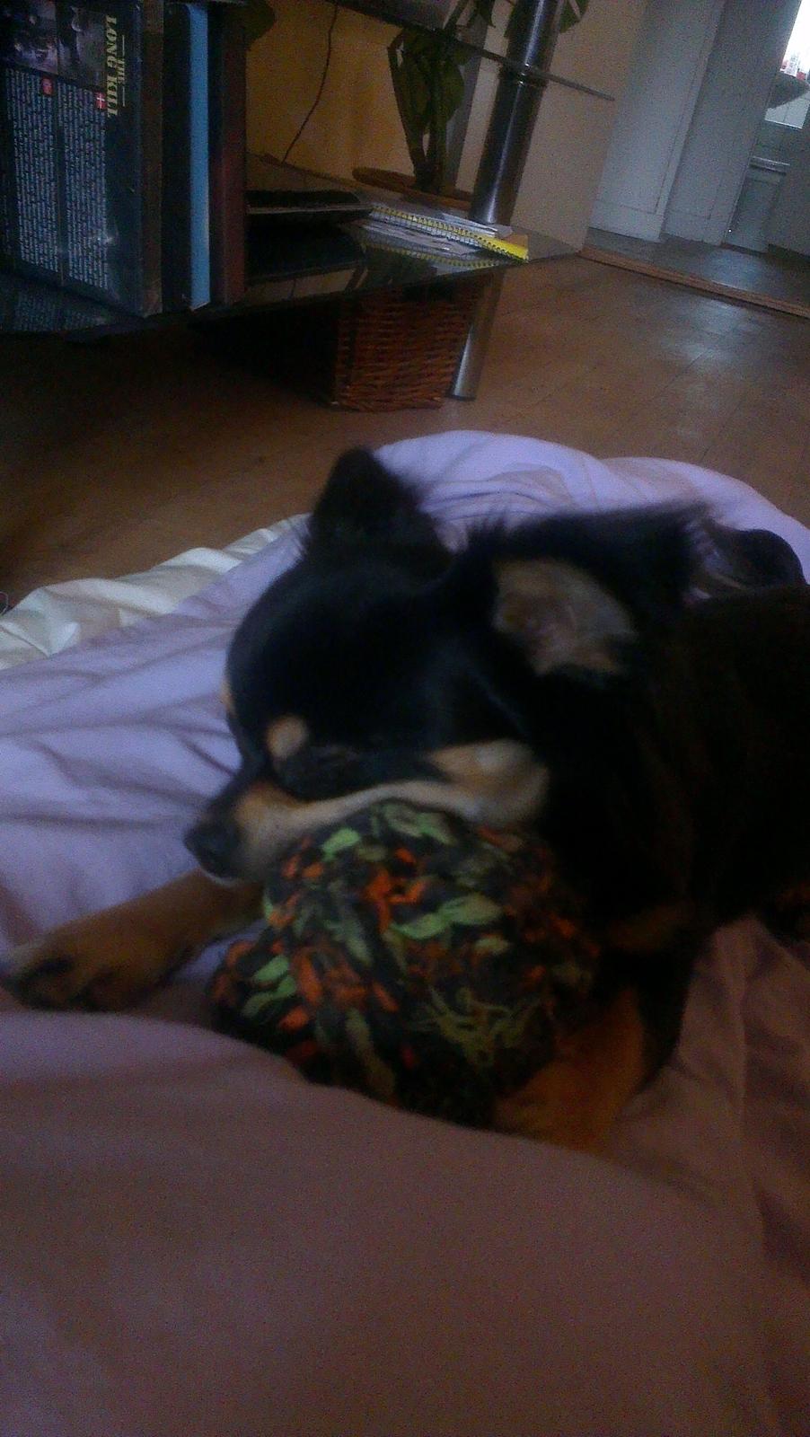 Blanding af racer Louie - godnat billede 15