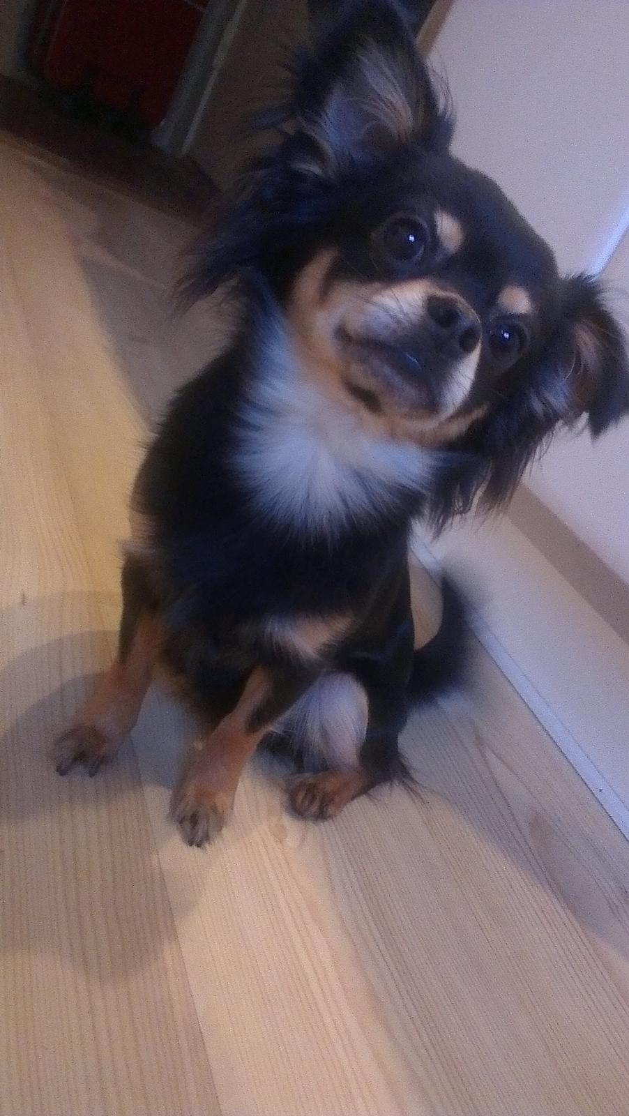 Blanding af racer Louie billede 17