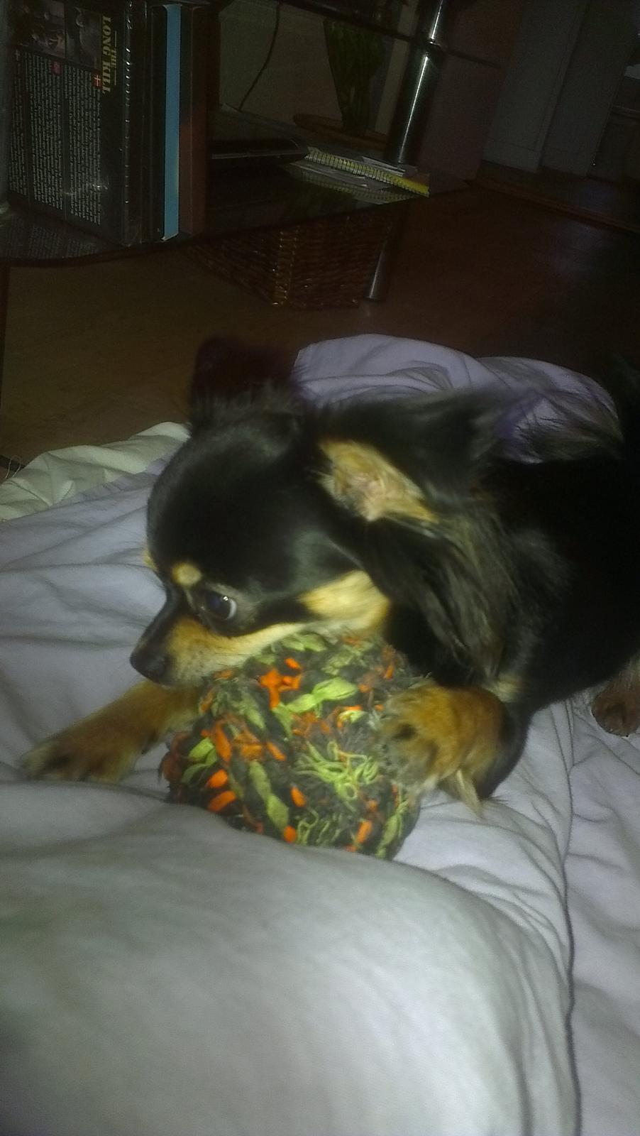 Blanding af racer Louie - lege.... lege... billede 14