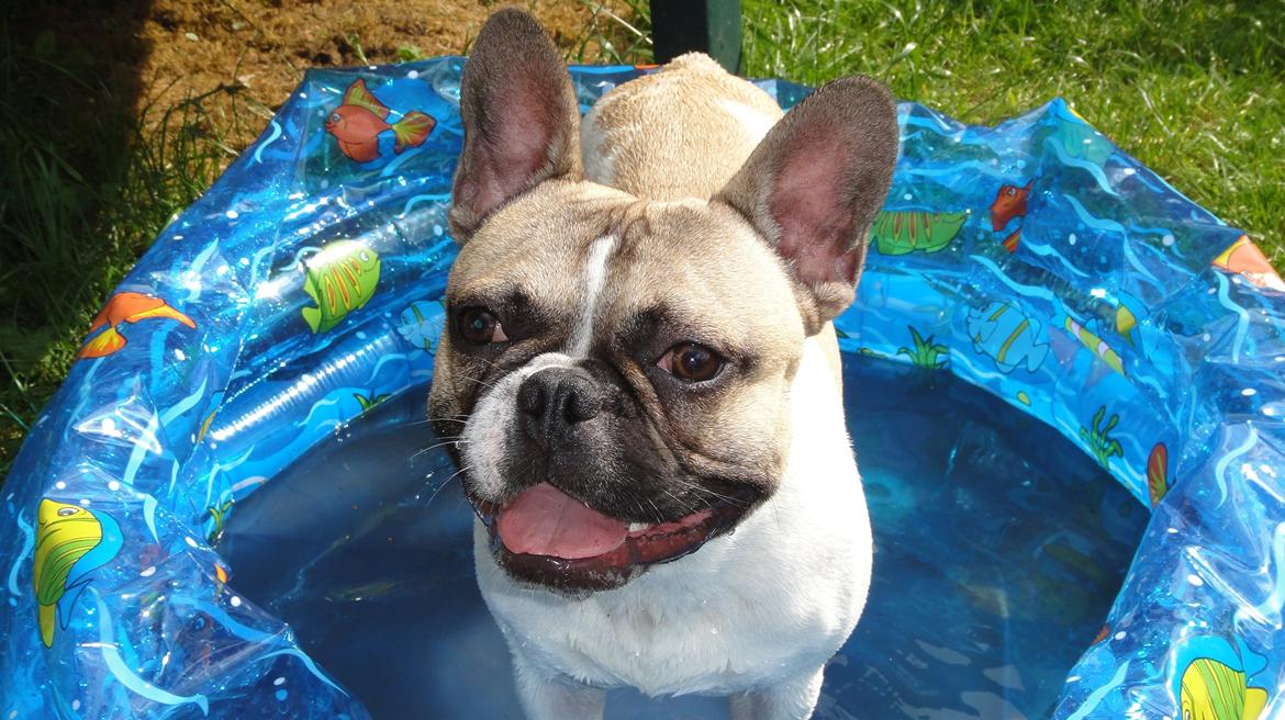 Fransk bulldog Charley - Charley elsker vand. billede 1