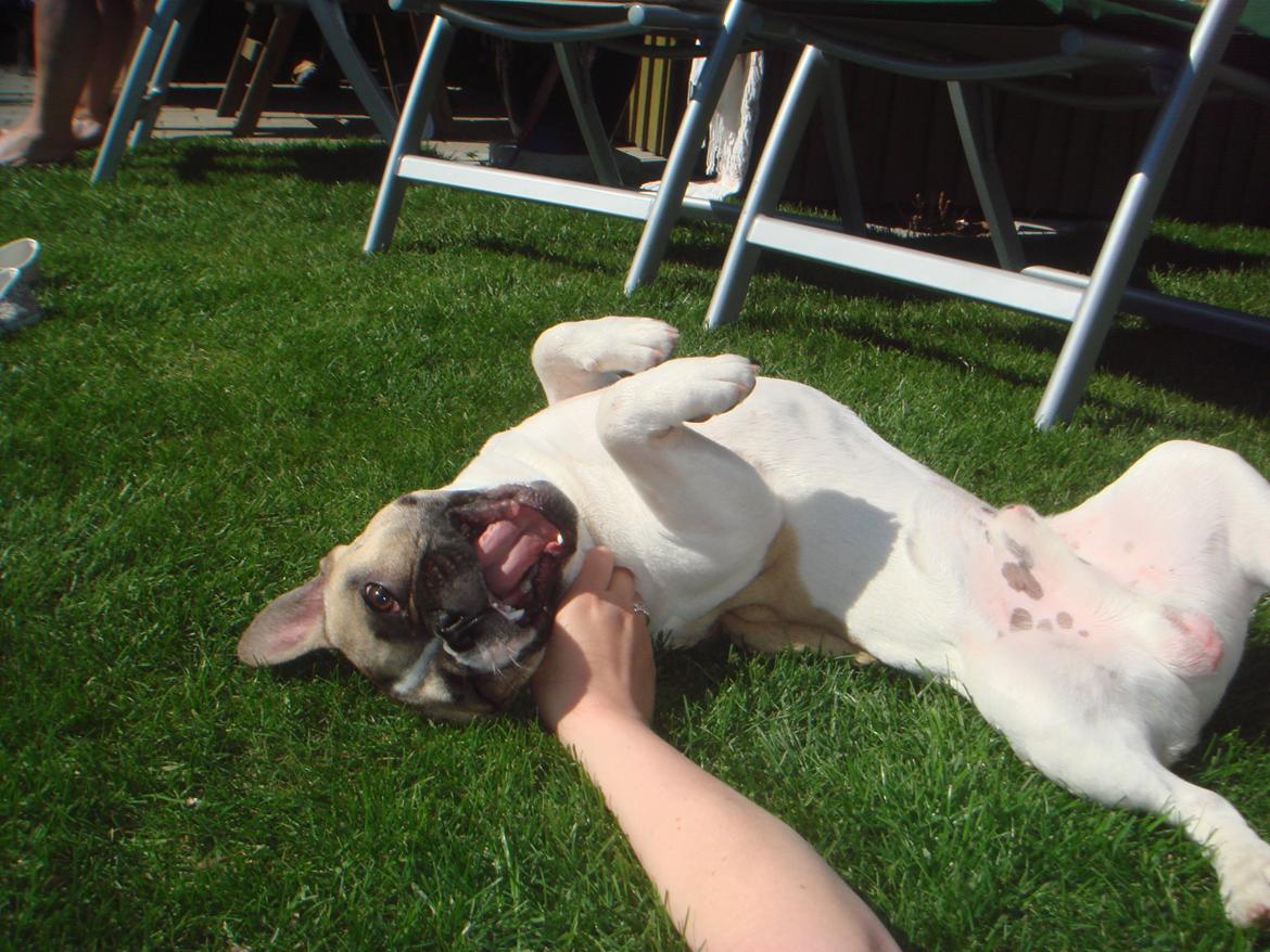 Fransk bulldog Charley - Vi elsker at rulle rundt billede 3