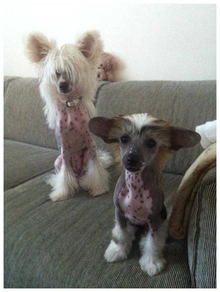 Chinese crested hårløs * STELLA* billede 15