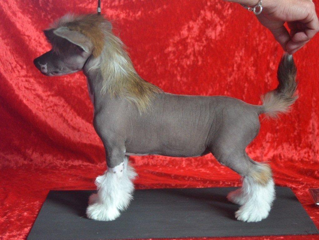 Chinese crested hårløs * STELLA* billede 20