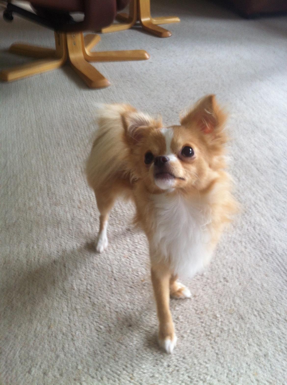 Chihuahua Kaysar billede 1