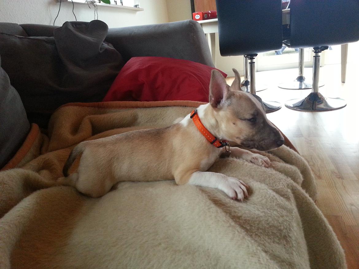 Bullterrier miniature Bulliequeens Alba - Venter på far kommer hjem billede 1