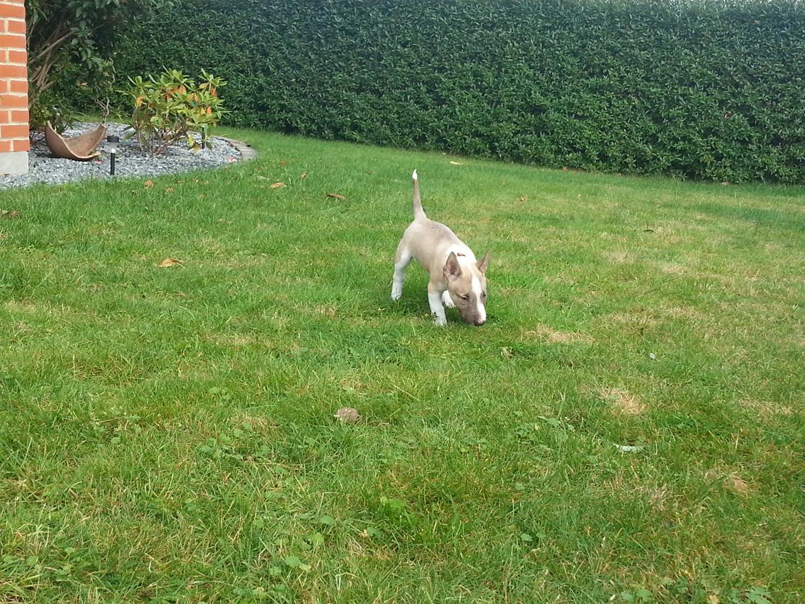 Bullterrier miniature Bulliequeens Alba - Så skal haven undersøges billede 2