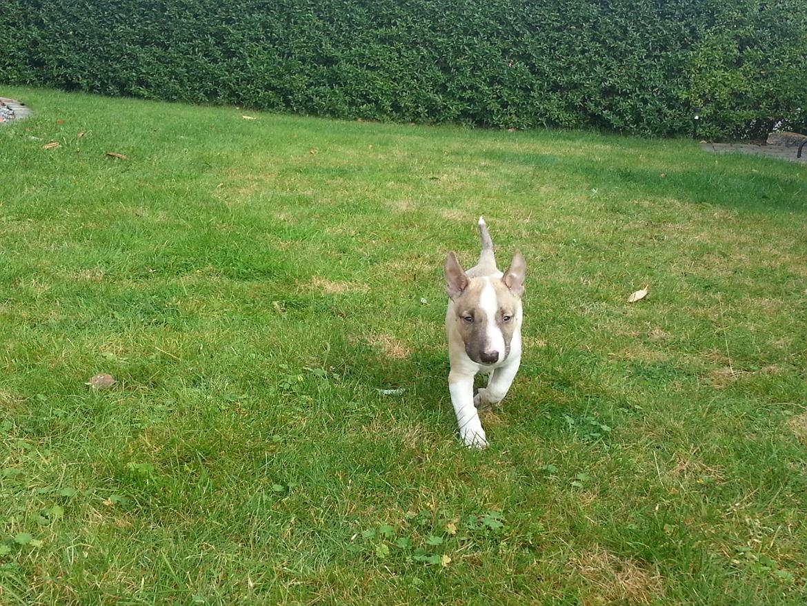 Bullterrier miniature Bulliequeens Alba - Så skal haven undersøges billede 3