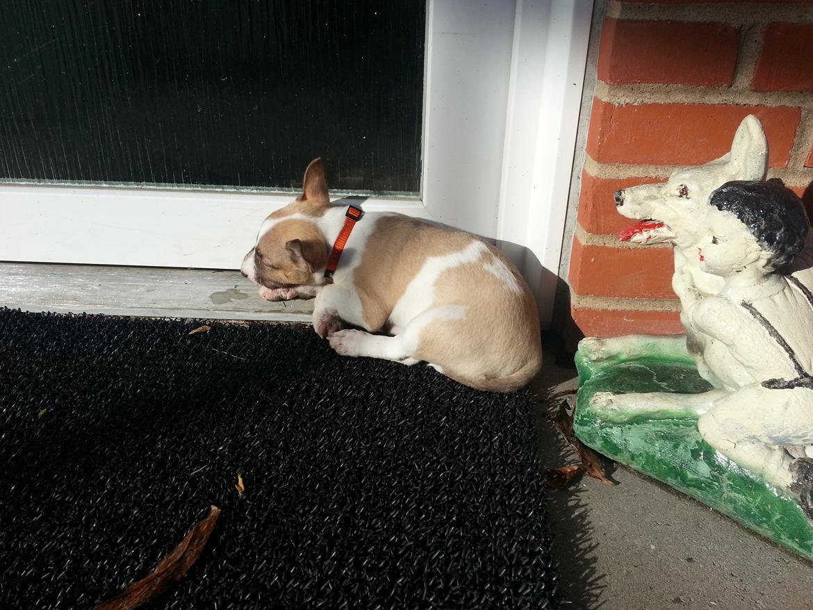 Bullterrier miniature Bulliequeens Alba - Ligger lige og nyder solen billede 4