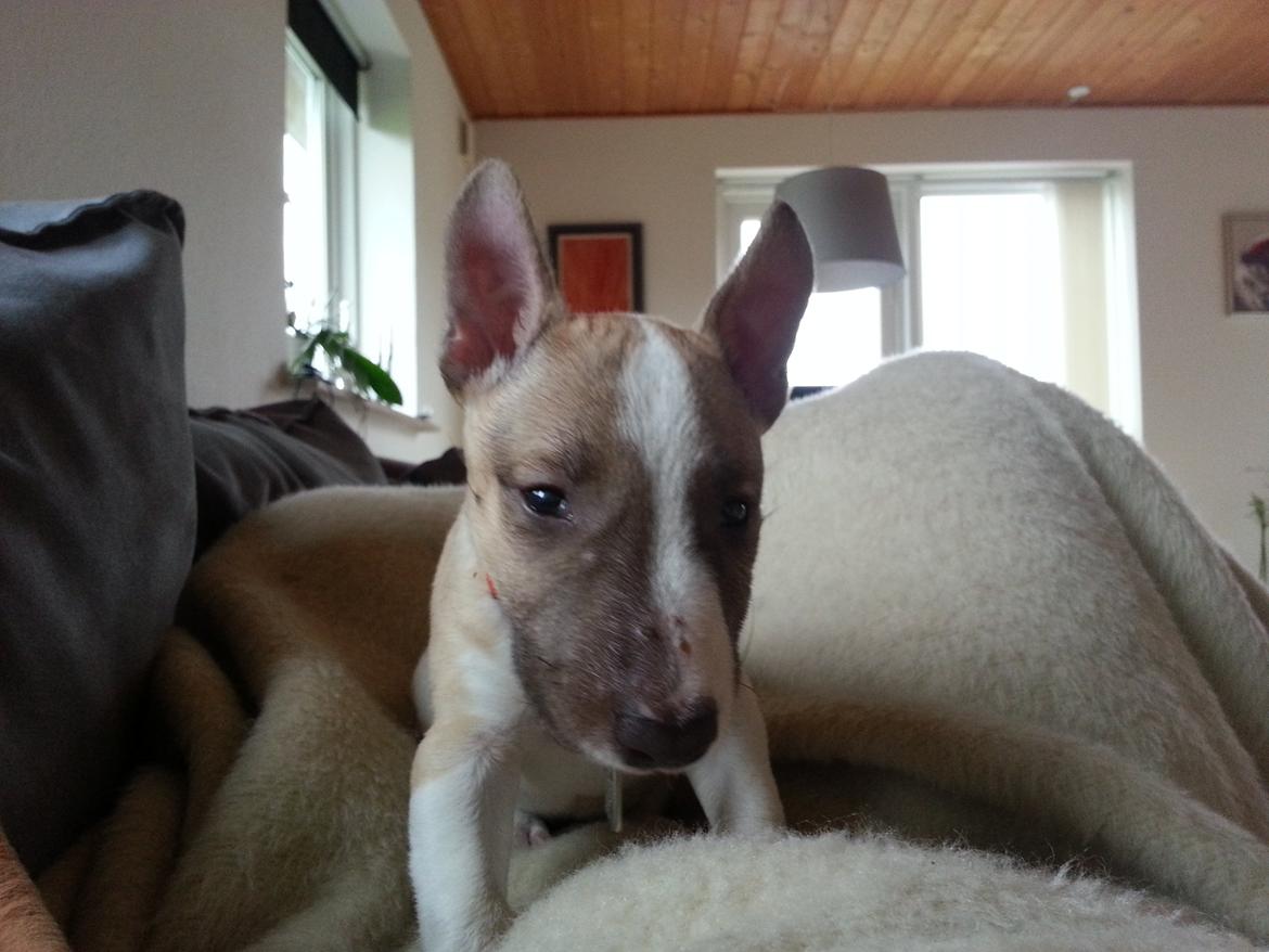 Bullterrier miniature Bulliequeens Alba - en af de første dage hjemme.  billede 5