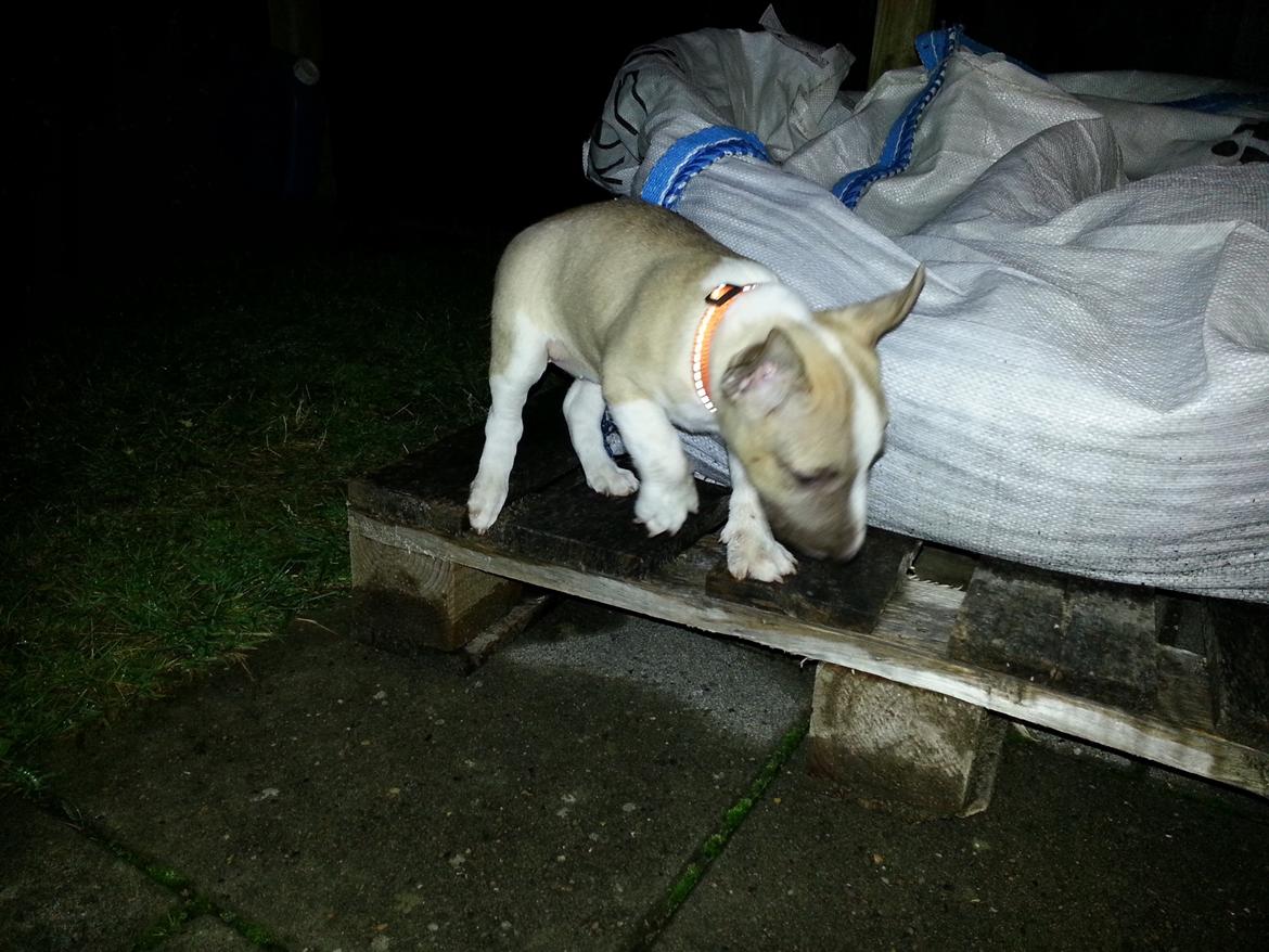 Bullterrier miniature Bulliequeens Alba - 1. aften hjemme billede 6