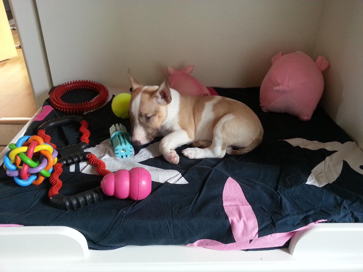 Bullterrier miniature Bulliequeens Alba - 1. dag hjemme billede 7