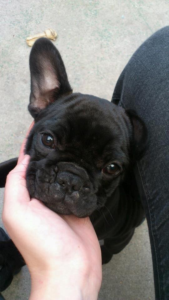 Fransk bulldog Knakkers Ditte - Ditte <3 billede 1