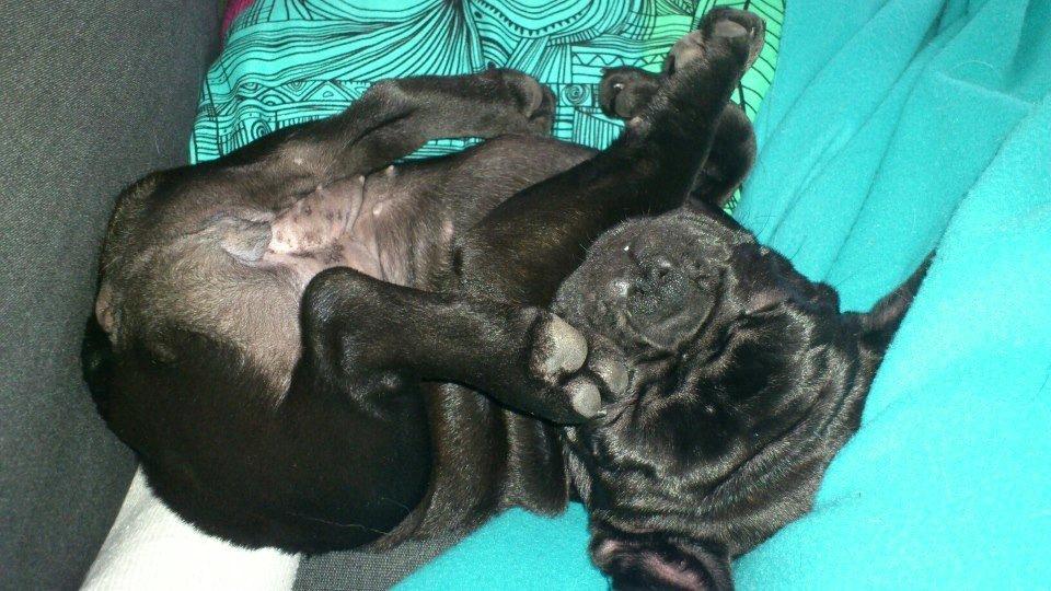 Fransk bulldog Knakkers Ditte - Det er så hårdt, at være hunde-baby! billede 2