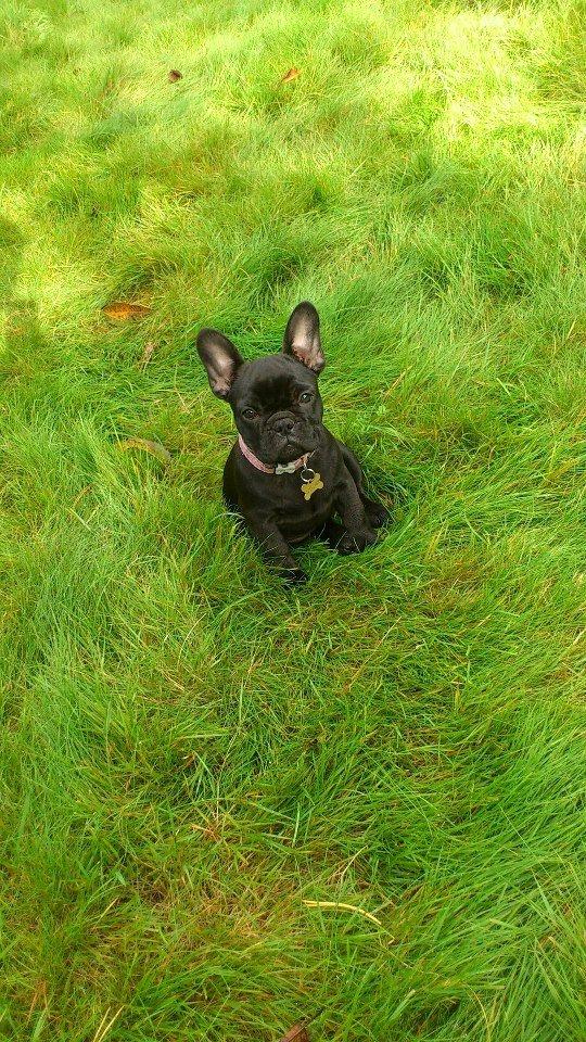 Fransk bulldog Knakkers Ditte - 10 uger gammel skønhed! billede 3
