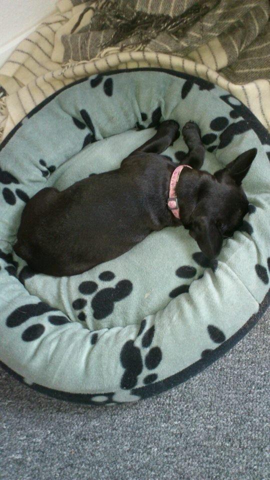 Fransk bulldog Knakkers Ditte - Jeg ligger godt her, mor! ;) billede 4