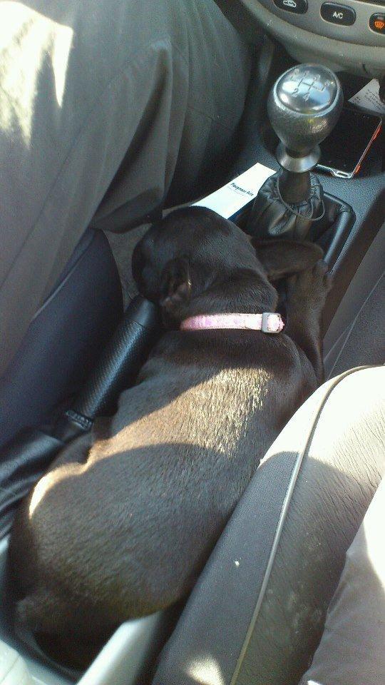 Fransk bulldog Knakkers Ditte - Årh - det er hårdt at køre bil! billede 5