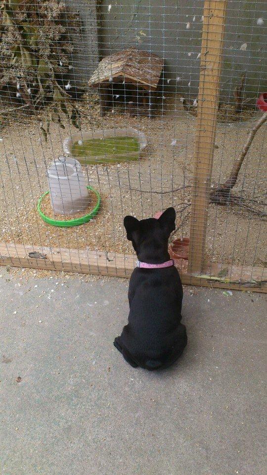 Fransk bulldog Knakkers Ditte - Nej mor, jeg gør ikke fuglene noget!! billede 6