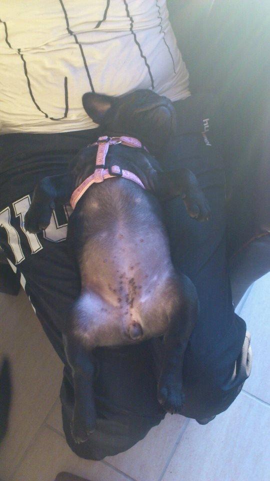 Fransk bulldog Knakkers Ditte - Lækker baby-mave (: billede 7