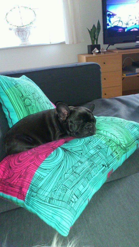 Fransk bulldog Knakkers Ditte - 8 uger gammel (: billede 8