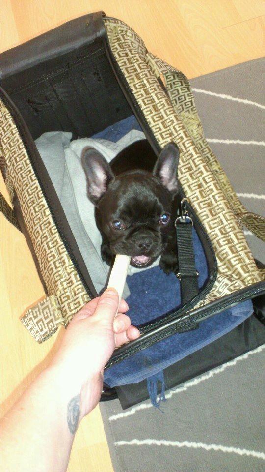 Fransk bulldog Knakkers Ditte - 9 uger gammel - og hun elsker sin transport taske! billede 9